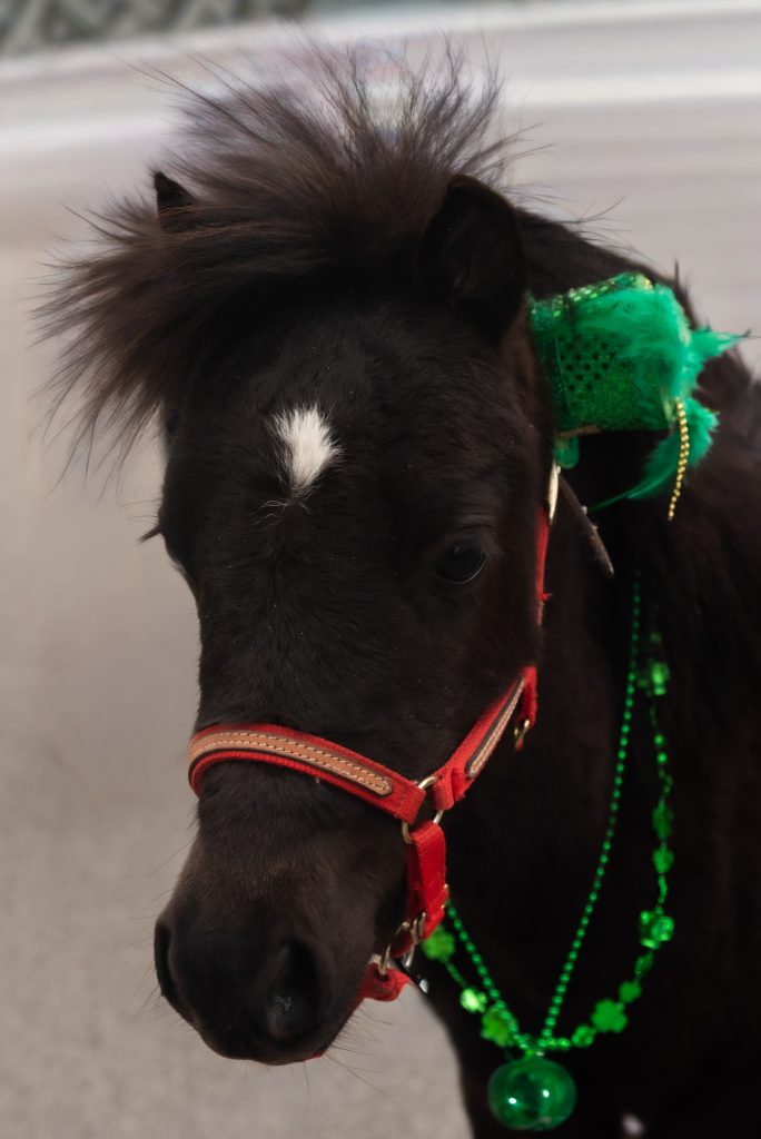 Oreo the pony in a festive hat