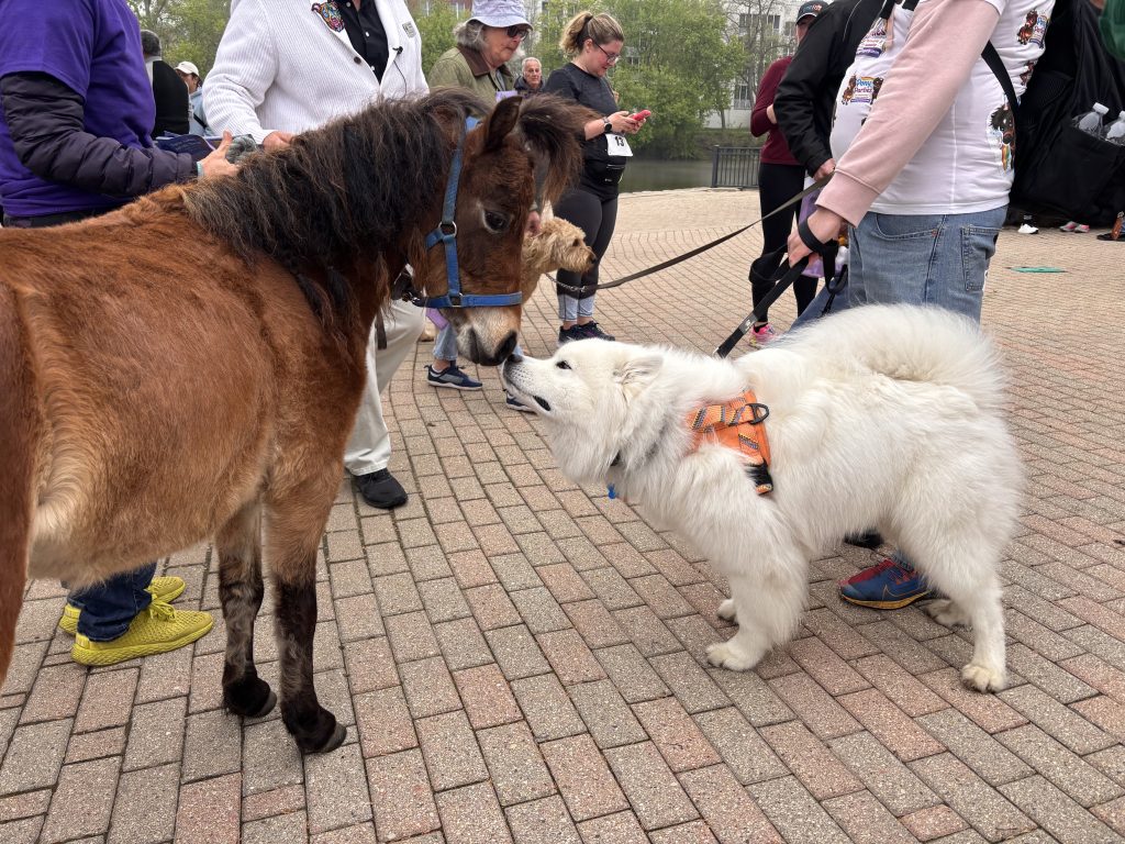 A miniature pony meeting a fluffy white dog