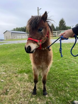 Cocoa, a brown miniature therapy pony in a red halter, standing on grass at Transformative Growth Counseling