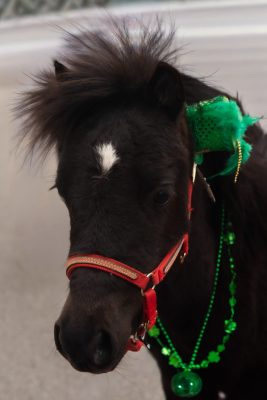 Oreo, a black miniature therapy pony with a white star on his forehead, wearing a red halter and green beads at a community parade